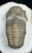 Bargain Reedops Trilobite - Inches #2768-1